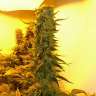 заказать семена конопли наложенным платежом Big Bang feminised заказать семена конопли наложенным платежом Big Bang feminised