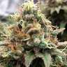 семена конопли с доставкой Skunk x Great White Shark feminised
 семена конопли с доставкой Skunk x Great White Shark feminised