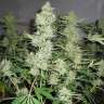 заказать семена конопли почтой Skunk x Great White Shark feminised заказать семена конопли почтой Skunk x Great White Shark feminised