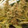заказать на сайте семена конопли Auto Kalashnikova feminised заказать на сайте семена конопли Auto Kalashnikova feminised