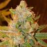 где можно заказать семена конопли Auto Kalashnikova feminised где можно заказать семена конопли Auto Kalashnikova feminised