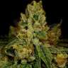 заказать семки ганжи Cookies Kush feminised
 заказать семки ганжи Cookies Kush feminised