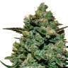 семена конопли оптом Cookies Kush feminised Ganja Seeds семена конопли оптом Cookies Kush feminised Ganja Seeds