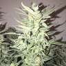 где заказать семена конопли Auto Bomb regular где заказать семена конопли Auto Bomb regular