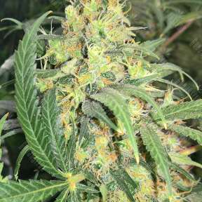 Super Skunk regular Ganja Seeds