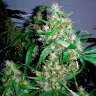 Critical Kush feminised в интернет магазине Ganja Seeds