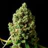 сорт конопли Critical Kush feminised Ganja Seeds