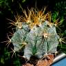 Семена кактуса Astrophytum ornatum var. mirbelii Семена кактуса Astrophytum ornatum var. mirbelii