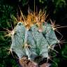 Купить семена кактуса Astrophytum ornatum var. mirbelii Купить семена кактуса Astrophytum ornatum var. mirbelii
