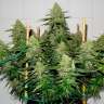 Семена конопли Glueberry O.G. feminised Ganja Seeds Семена конопли Glueberry O.G. feminised Ganja Seeds