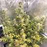 Фотопериодные семена Glueberry O.G. feminised Ganja Seeds Фотопериодные семена Glueberry O.G. feminised Ganja Seeds