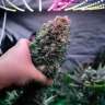 Glueberry O.G. feminised Ganja Seeds семена купить Glueberry O.G. feminised Ganja Seeds семена купить