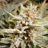 лучшие сорта конопли Auto Charlotte’s Angel CBD feminised лучшие сорта конопли Auto Charlotte’s Angel CBD feminised