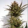 сорта конопли Auto Charlotte’s Angel CBD feminised сорта конопли Auto Charlotte’s Angel CBD feminised