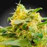 CBDivine feminised Ganja Seeds заказать CBDivine feminised Ganja Seeds заказать