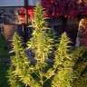 заказ семян конопли Киев Khan-Shatyr feminised Bang Seeds заказ семян конопли Киев Khan-Shatyr feminised Bang Seeds