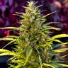семена конопли в интернете Khan-Shatyr feminised Bang Seeds семена конопли в интернете Khan-Shatyr feminised Bang Seeds