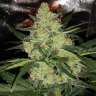 семена конопли элитных сортов Auto LSD feminised Barneys Farm семена конопли элитных сортов Auto LSD feminised Barneys Farm