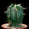 Качественные семена кактуса Astrophytum ornatum MIX Качественные семена кактуса Astrophytum ornatum MIX