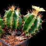 Недорогие семена кактуса Astrophytum ornatum MIX Недорогие семена кактуса Astrophytum ornatum MIX