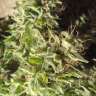 Super Bud feminised Green House Seeds Super Bud feminised Green House Seeds