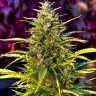 заказ семян конопли Super Bud feminised заказ семян конопли Super Bud feminised