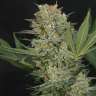 заказать семена конопли почтой Super Bud feminised заказать семена конопли почтой Super Bud feminised