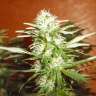 семена конопли гидропоники Kun feminised Bang Seeds семена конопли гидропоники Kun feminised Bang Seeds