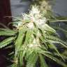 семена конопли с доставкой Kun feminised Bang Seeds семена конопли с доставкой Kun feminised Bang Seeds