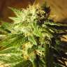 семена индийской конопли Kun feminised Bang Seeds семена индийской конопли Kun feminised Bang Seeds