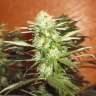 семена конопли bang seeds Kun feminised Bang Seeds семена конопли bang seeds Kun feminised Bang Seeds