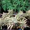 семена конопли дешево Auto Malana Bomb feminised Barneys Farm