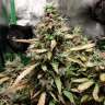 семена конопли с доставкой Auto Malana Bomb feminised Barneys Farm