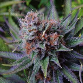 Blueberry regular Ganja Seeds