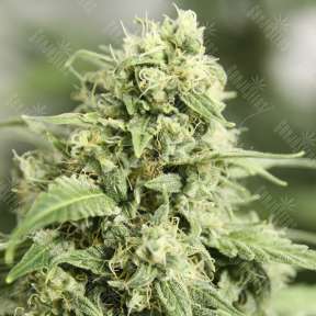 Auto StarRyder feminised Dutch Passion Seeds