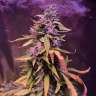 семена конопли f1 в оригинальной упаковке Auto Pineapple Express feminised Barneys Farm семена конопли f1 в оригинальной упаковке Auto Pineapple Express feminised Barneys Farm