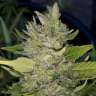 Семки Green Poison feminised Ganja Seeds купить Семки Green Poison feminised Ganja Seeds купить