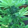 купить семена конопли в Украине Super Critical feminised
