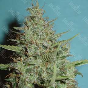 Super Critical feminised Green House Seeds