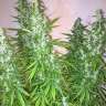 заказ семян конопли Auto Super Critical feminised GanjaLiveSeeds заказ семян конопли Auto Super Critical feminised GanjaLiveSeeds