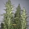 купить семена конопли Auto Super Critical feminised GanjaLiveSeeds купить семена конопли Auto Super Critical feminised GanjaLiveSeeds