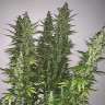 семена конопли Киев Auto Super Critical feminised GanjaLiveSeeds семена конопли Киев Auto Super Critical feminised GanjaLiveSeeds