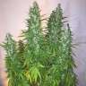 где заказать семена конопли Auto Super Critical feminised GanjaLiveSeeds где заказать семена конопли Auto Super Critical feminised GanjaLiveSeeds