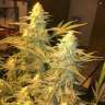 заказ семян конопли Snow Leopard feminised Bang Seeds заказ семян конопли Snow Leopard feminised Bang Seeds