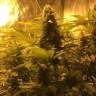 мощные семена конопли Snow Leopard feminised Bang Seeds мощные семена конопли Snow Leopard feminised Bang Seeds