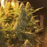семена конопли в фирменной упаковке Snow Leopard feminised Bang Seeds семена конопли в фирменной упаковке Snow Leopard feminised Bang Seeds