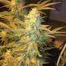 семена конопли интернет магазин Snow Leopard feminised Bang Seeds семена конопли интернет магазин Snow Leopard feminised Bang Seeds