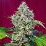 Семена конопли San Fernando Lemon Kush feminised Ganja Seeds Семена конопли San Fernando Lemon Kush feminised Ganja Seeds