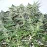 купить семена конопли в оригинальных упаковках White Widow regular купить семена конопли в оригинальных упаковках White Widow regular