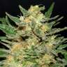 купить качественные семена конопли Chemdog feminised